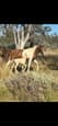 8 month old qh x palomino filly (photo 3)