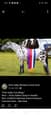 Minature Pony Stallion (photo 1)