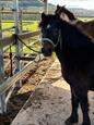 Will make a lovely kids pony (photo 3)