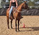 COW PONY Quarter horse mare (photo 2)