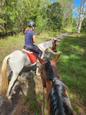 Quarter Pony Gelding (photo 2)