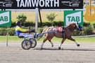 Mini trotter (photo 3)