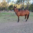 Arabian mare unregistered (photo 3)
