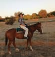 Thoughbred mare horse Ginger (photo 1)