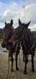 Standardbred Gelding (photo 2)