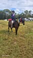 Super Pony (photo 2)