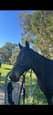 Thoroughbred gelding 18 yo (photo 2)