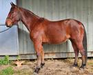Bay Standardbred Gelding (photo 1)