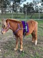 Shetland pony (photo 1)