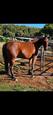 Bay Standardbred Gelding (photo 3)