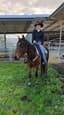 7yr old bay OTTB mare (photo 3)