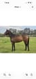 Quiet TB mare (photo 1)