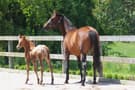 Warmblood broodmare (photo 2)