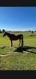 Thoroughbred maresx2 for sale (photo 2)