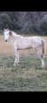 Bluebell 7-Year-Old Grey Waler Mare (photo 1)