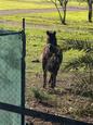 Ponies for sale (photo 3)