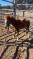 7 month old welsh colt (photo 3)