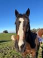 OTTB Mare 15’3 horse (photo 2)
