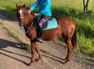 Kind and willing 5 yo welsh cross mare (photo 3)