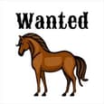 Wanted: Wanted project ponies or quarter horses (photo 1)