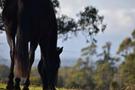 Standardbred and miniature pony (photo 1)