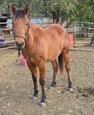 Performance Bred QH Colt (photo 3)