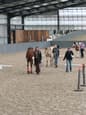 Beautiful chestnut mare (photo 3)