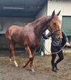 Thoroughbred gelding (photo 3)