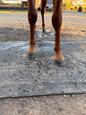 14hh Quater Horse Colt (photo 2)