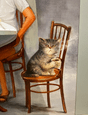 GORGEOUS TORTIE RESCUE KITTEN - VACC, VET CHECK, MICROCHIP | Cats ...