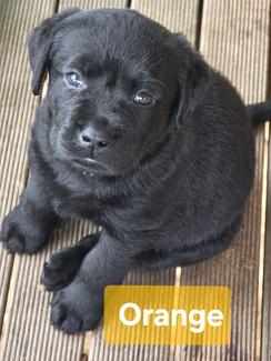 Pedigree Labrador Retriever Puppies | Dogs & Puppies | Gumtree ...