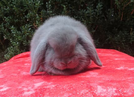 purebred baby mini lop rabbits | Rabbits | Gumtree Australia Brimbank ...