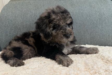 Rare Phantom Merle Groodle | Dogs & Puppies | Gumtree Australia ...