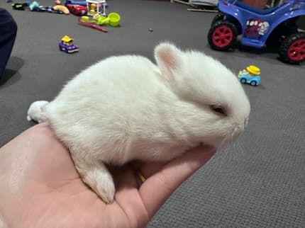 Netherland bunnies for sell | Rabbits | Gumtree Australia Brimbank Area ...