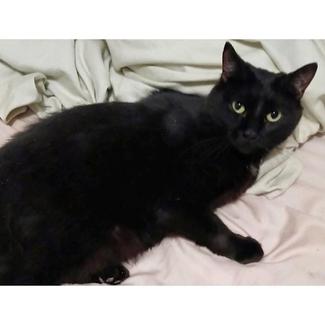 7171 : Sprite - CAT for ADOPTION Vet Work Included | Cats & Kittens ...