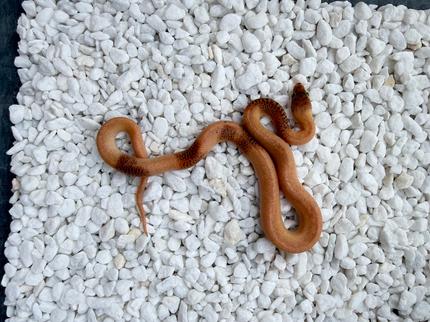 marble childrens python #python - youtube Images High... Chimera Mosaic Marble Childrens Python | Reptiles & Amphibians ...