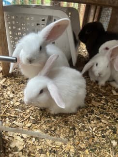 Australian Rabbit White Baby bunnies. White mini lop rabbits. | Rabbits | Gumtree Australia ...