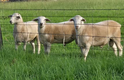Australian White Rams Lambs Absolutely Stunning! | Livestock | Gumtree ...
