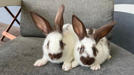 Baby English Rabbits chocolate | Rabbits | Gumtree Australia Sutherland ...