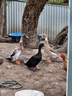 Indian Racing Drake Bird Indian runer ducks, pair and young drake | Livestock | Gumtree ...