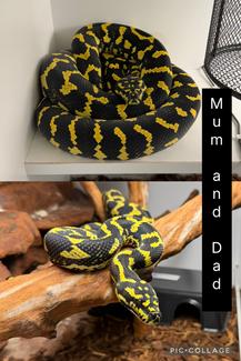 Jungle Pythons | Reptiles & Amphibians | Gumtree Australia Shellharbour ...