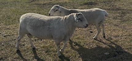 Australian White Breeding Rams
