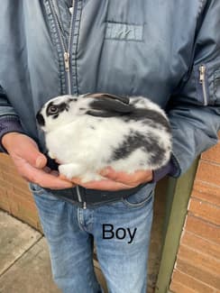 British giant cross rabbits | Rabbits | Gumtree Australia Brimbank Area ...