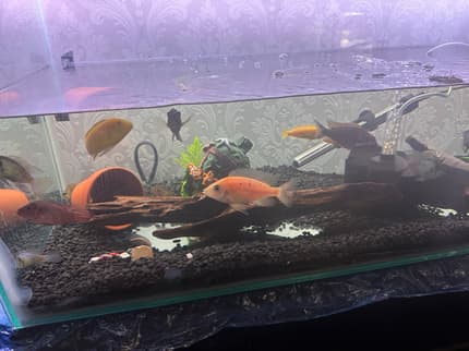 Selling my fish an tank