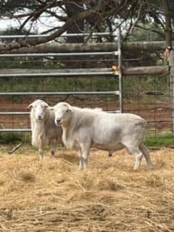 Australian White Rams | Livestock | Gumtree Australia Surf Coast ...