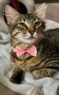 Koala- Perth Animal Rescue vet work inc cat/kitten | Cats & Kittens ...