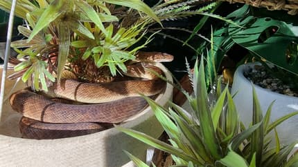 marble childrens python #python - youtube Images High... Whole setup with Childrens Python 100% het marble