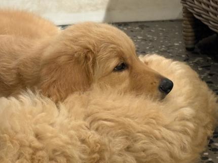 Standerd Groode Standard Groodle Puppies (Girls Available) – Family Raised – Ready Now ...