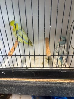 Parrotlets parrots | Birds | Gumtree Australia Armadale Area ...