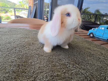 Research Mini Lop Rabbit Purebred miniature lops